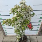 Hlohyňa šarlátová (Pyracantha) ´VENTOUX RED´ - výška 70-90 cm, kont. C7L - NA KMIENKU